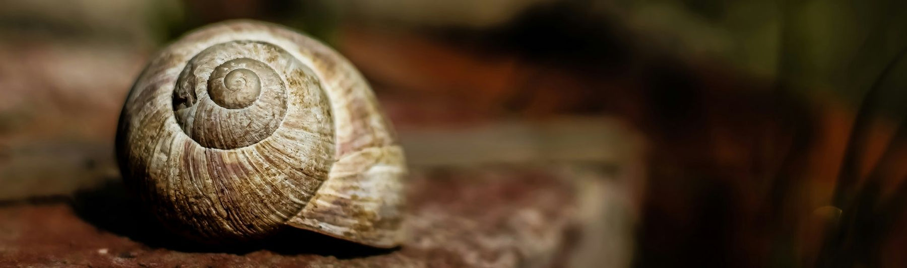 Les bienfaits insoupçonnés des escargots de Bourgogne