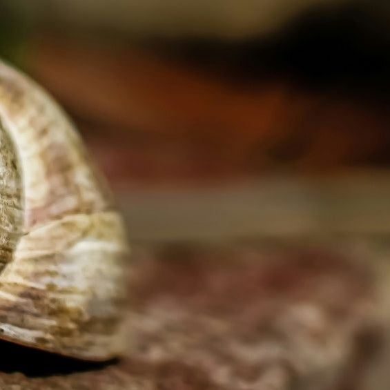 Les bienfaits insoupçonnés des escargots de Bourgogne