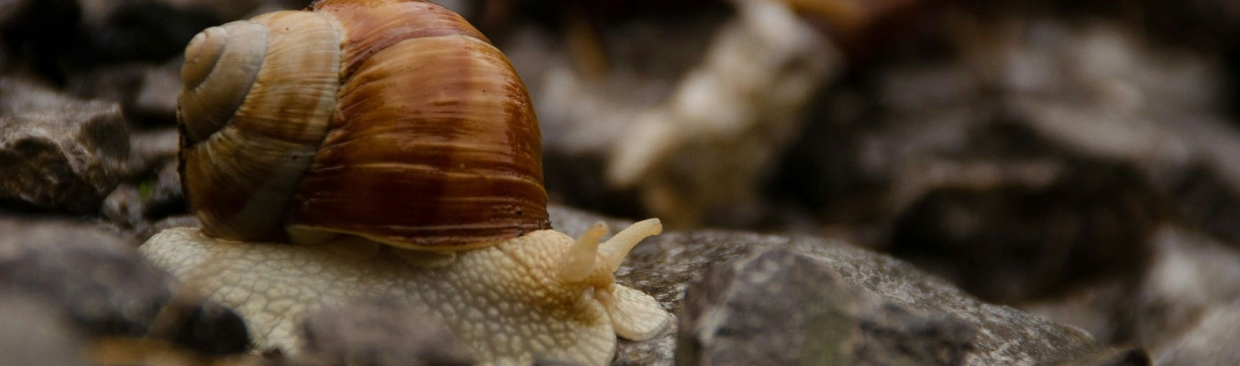 Saviez-vous que l’escargot dort… 3 ans d’affilée ?