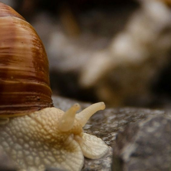 Saviez-vous que l’escargot dort… 3 ans d’affilée ?